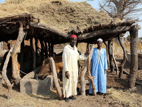 asstel elevage senegal
