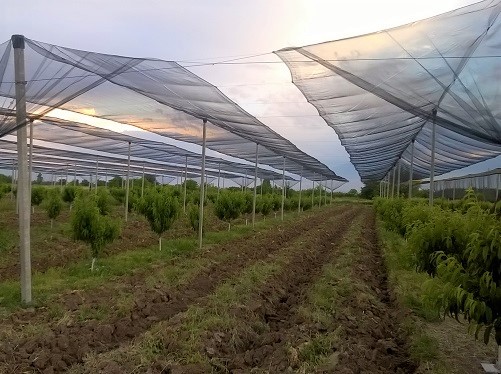1705ARM-AFD---500X375