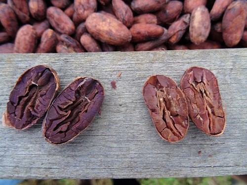 1710ANDES-AFD-Cacao-500X375