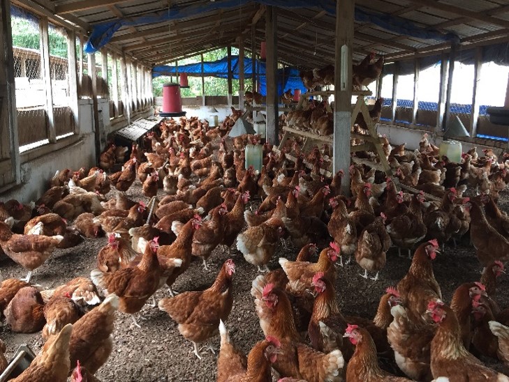 aviculture guinée 3